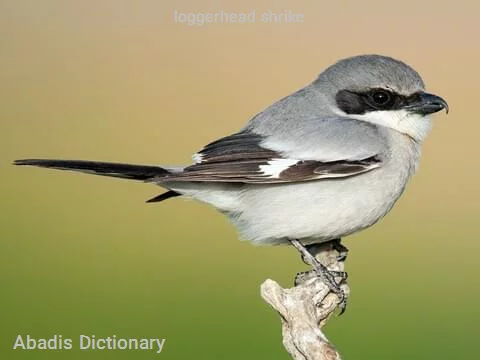 loggerhead shrike